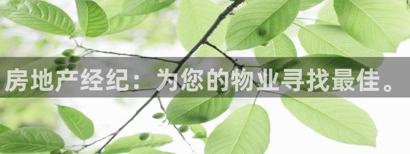 娱乐风暴开头：房地产经纪：为您的物业寻找最佳。