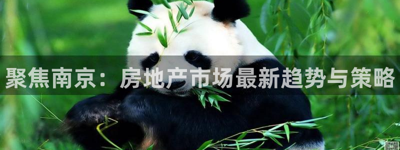 娱乐风暴二：聚焦南京：房地产市场最新趋势与策略